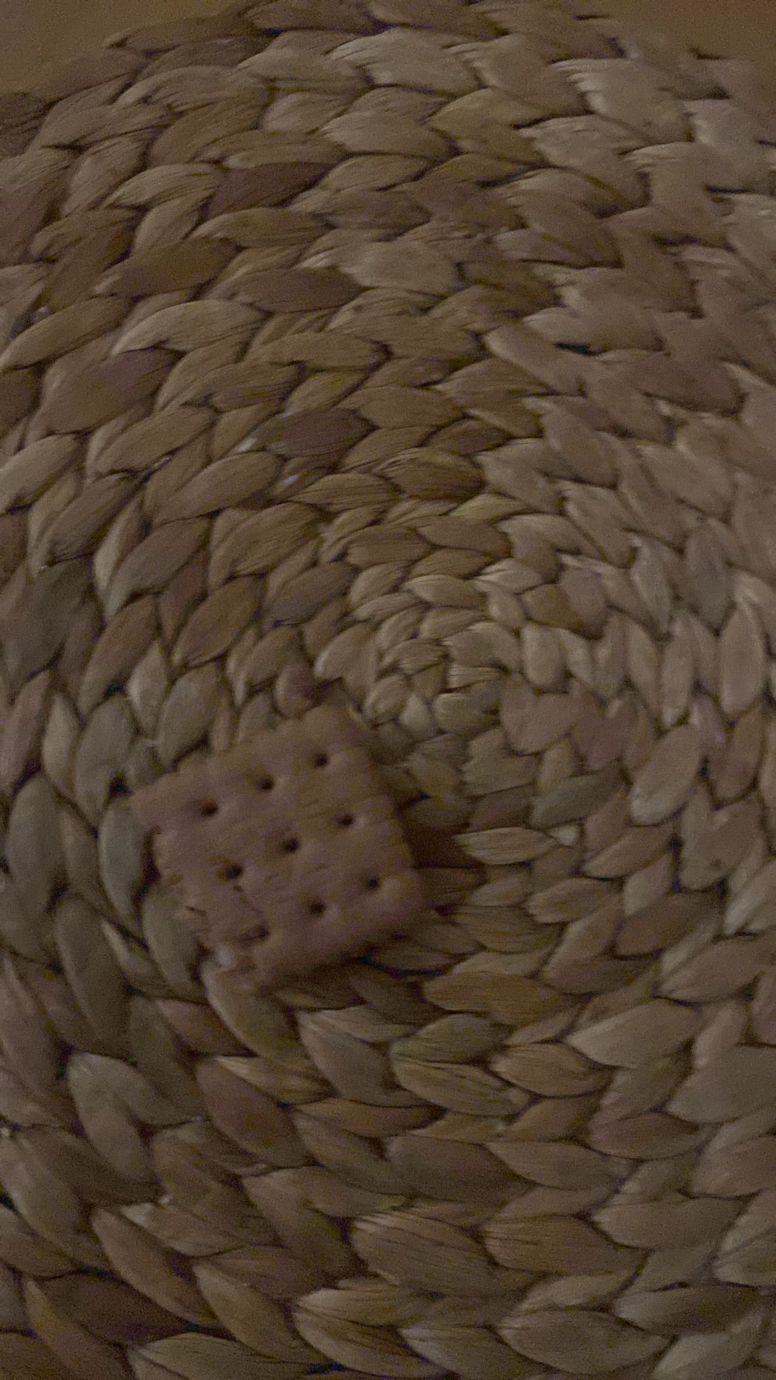 herbatnik czekoladowy