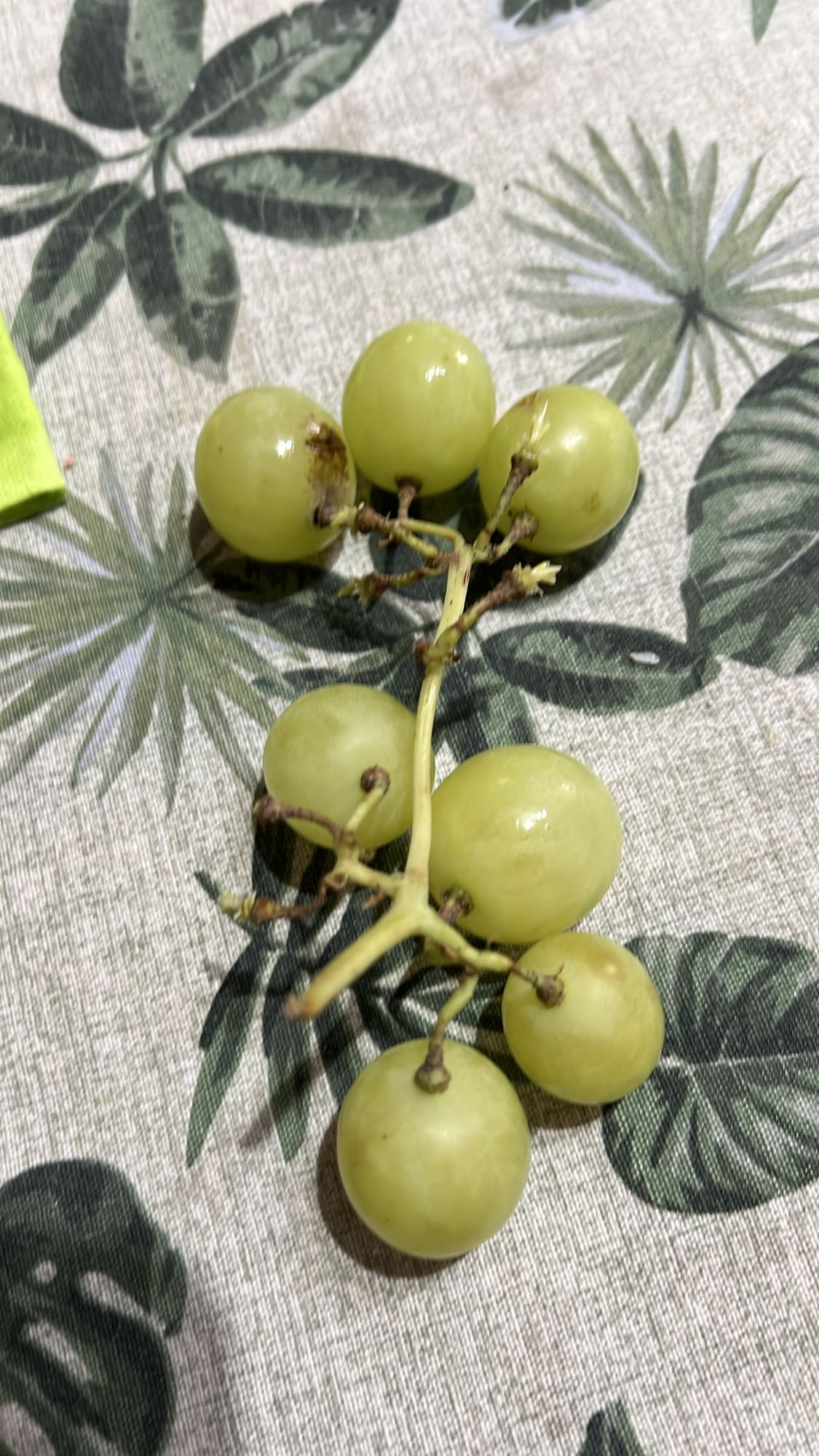Uvas verdes
