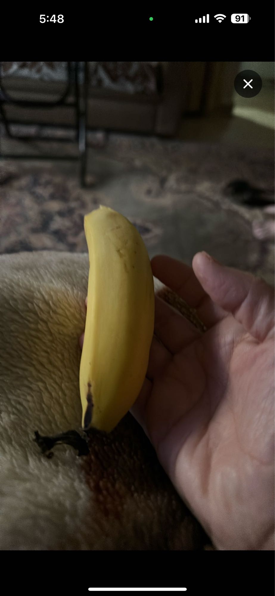 Small Banana