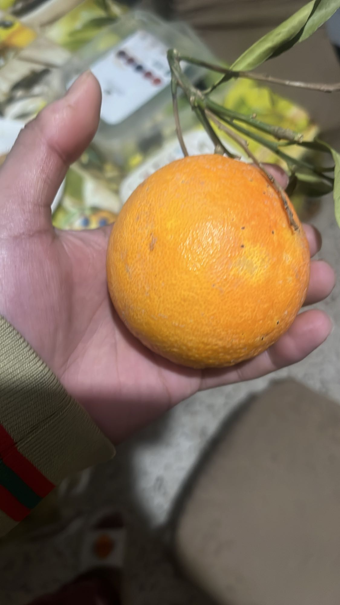 Fresh Orange
