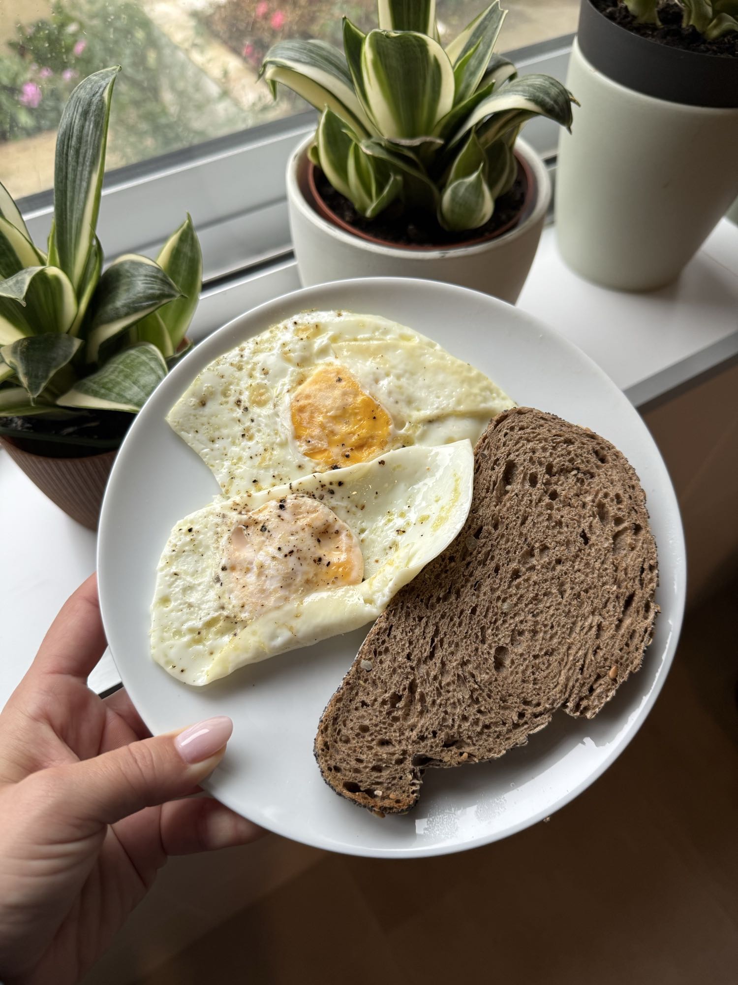 Ovos com pão integral