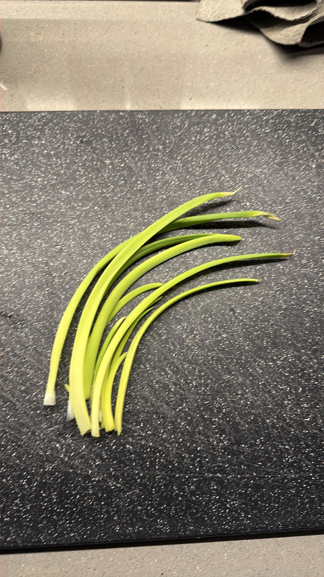 czosnek niedźwiedzi