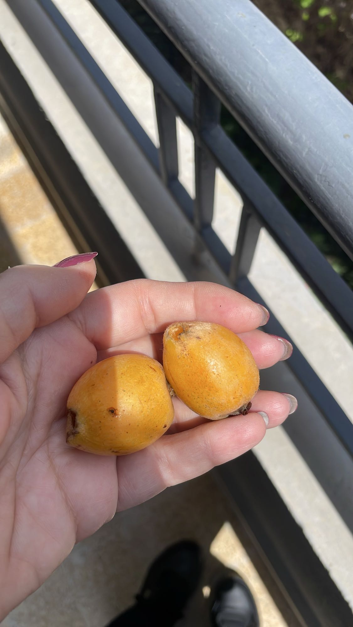 Loquat Snack