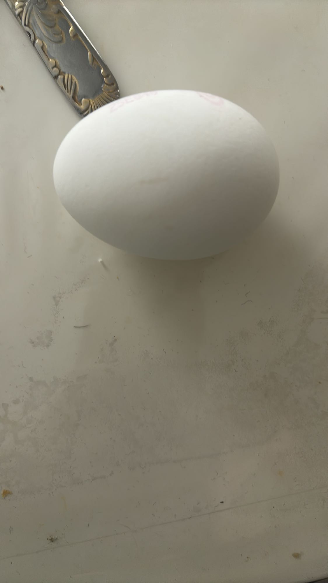 Vitt ägg