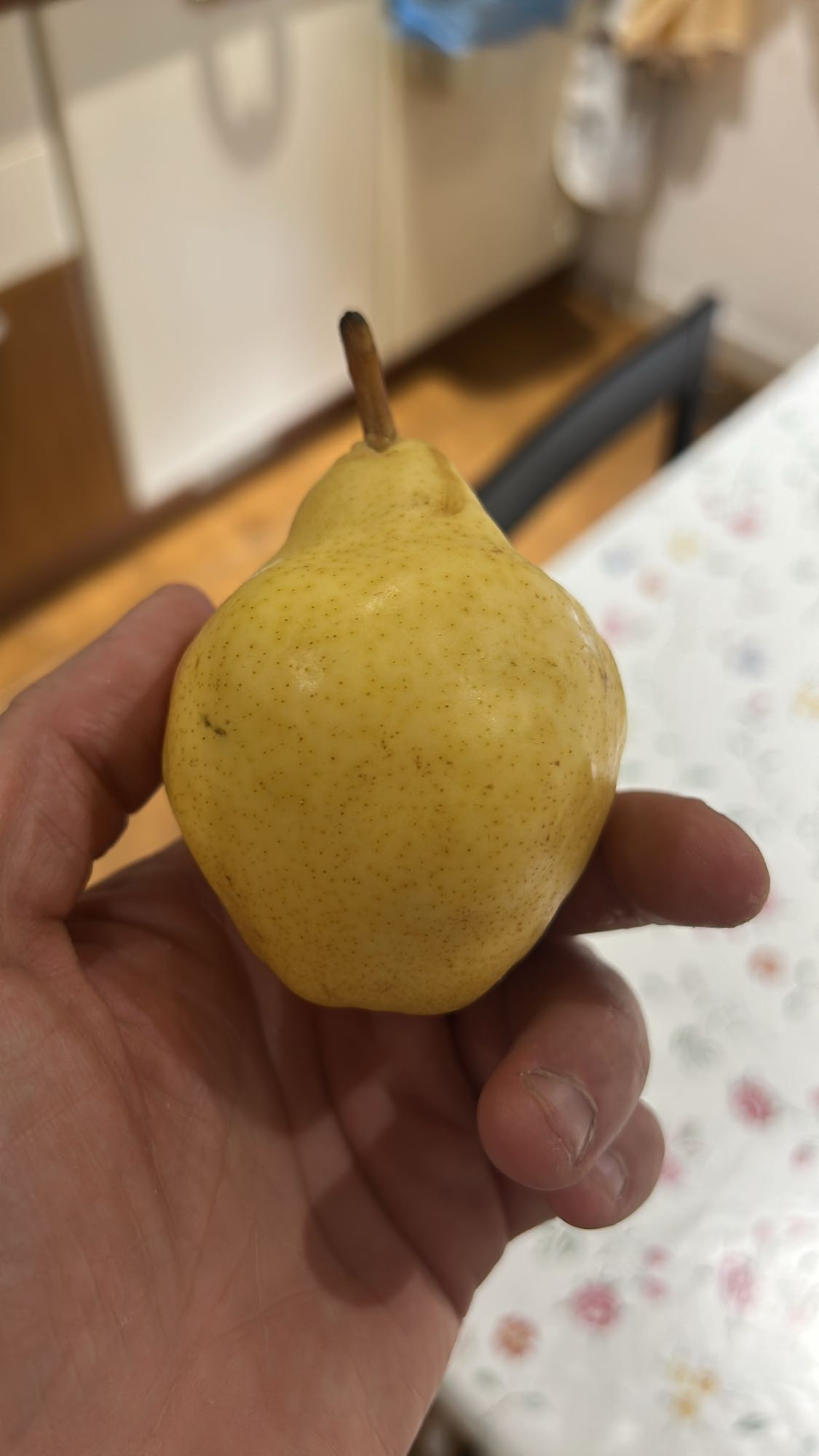 Pera gialla