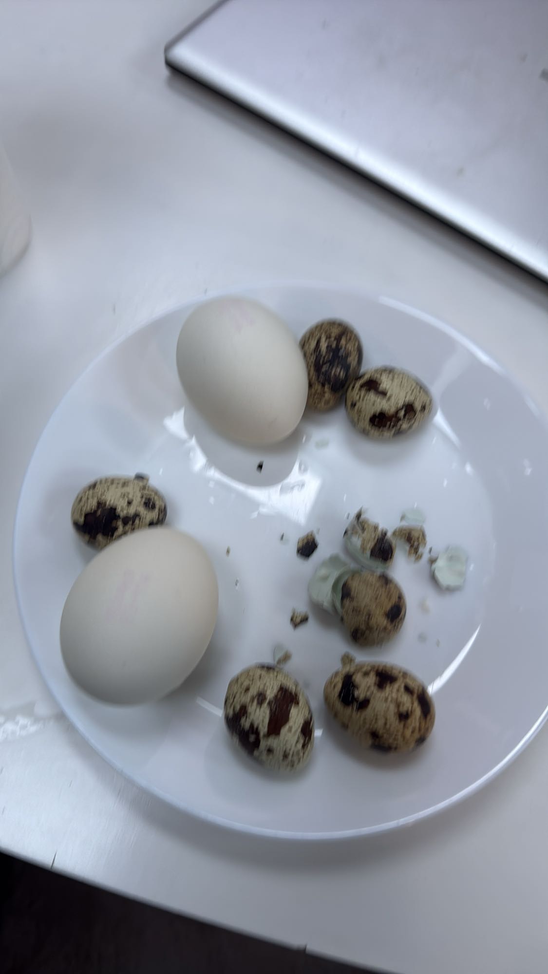 Egg og vaktelegg