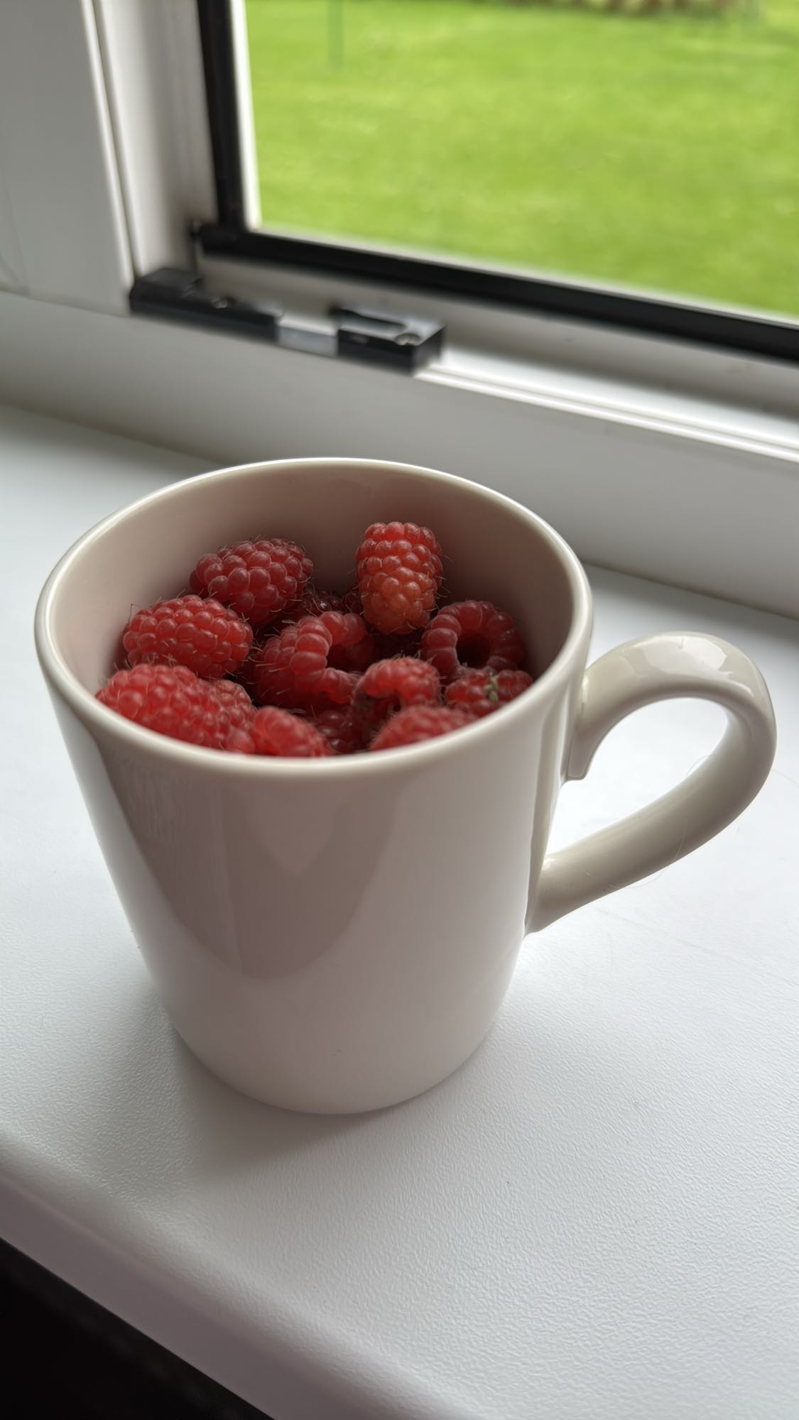 Cup of Raspberries