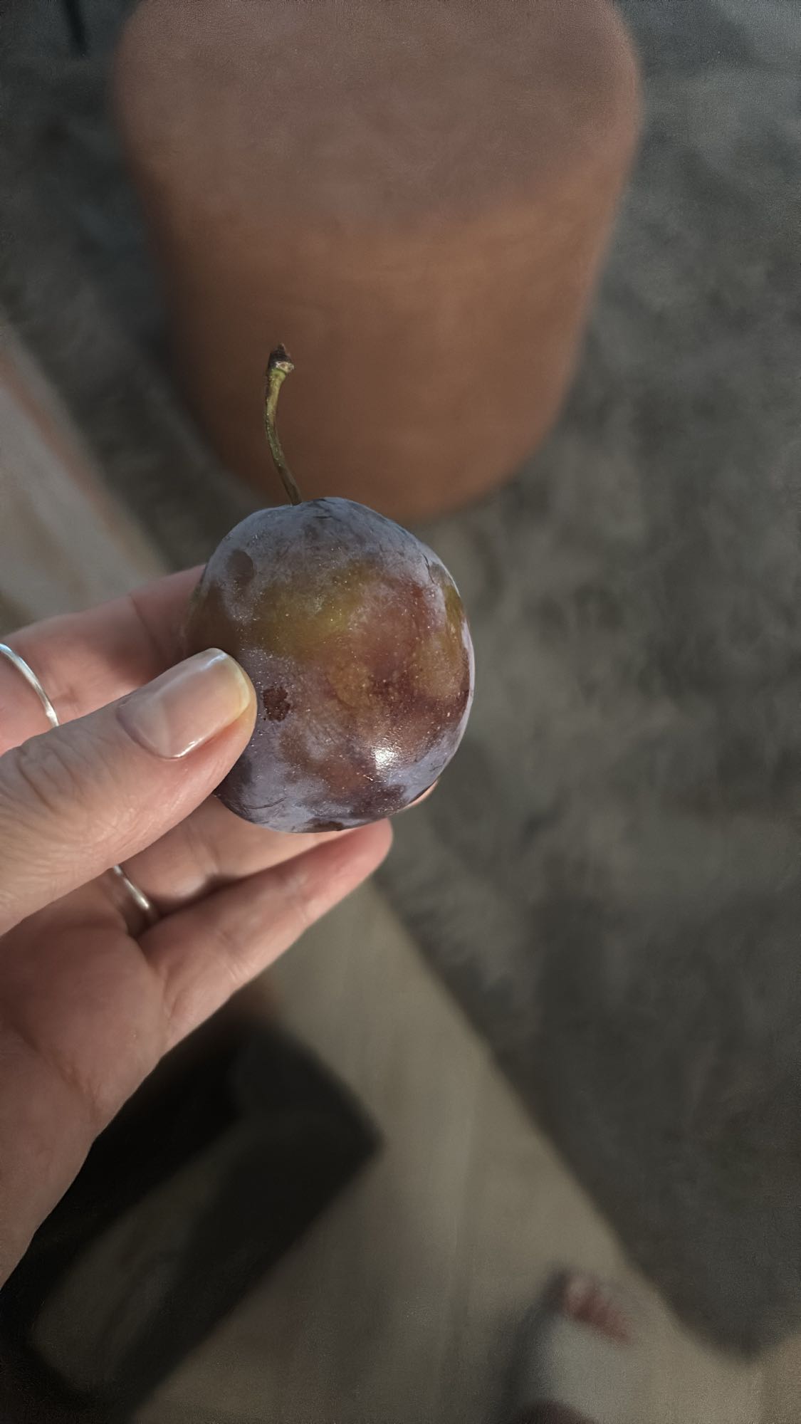 Prună proaspătă