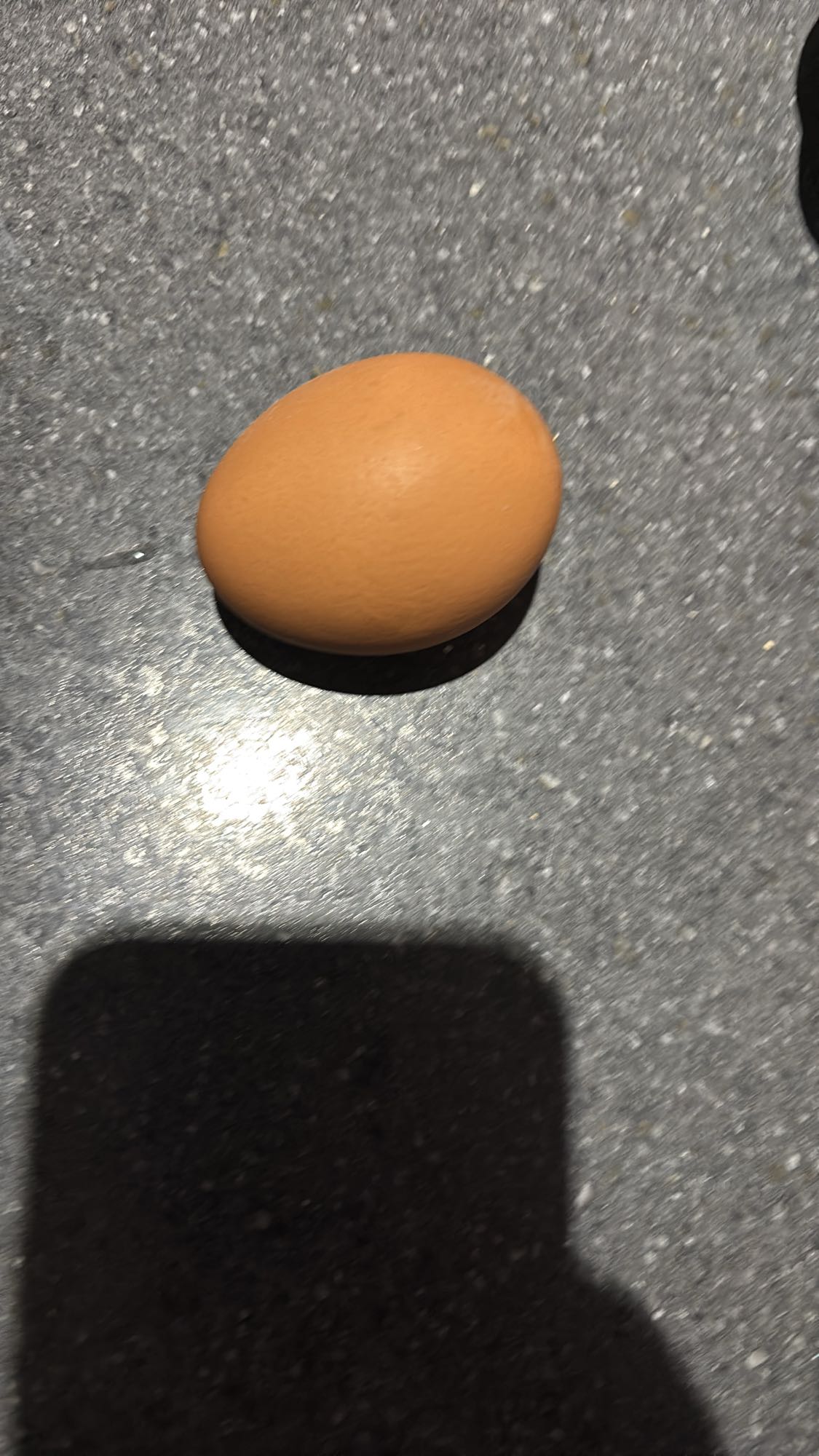 Oeuf entier