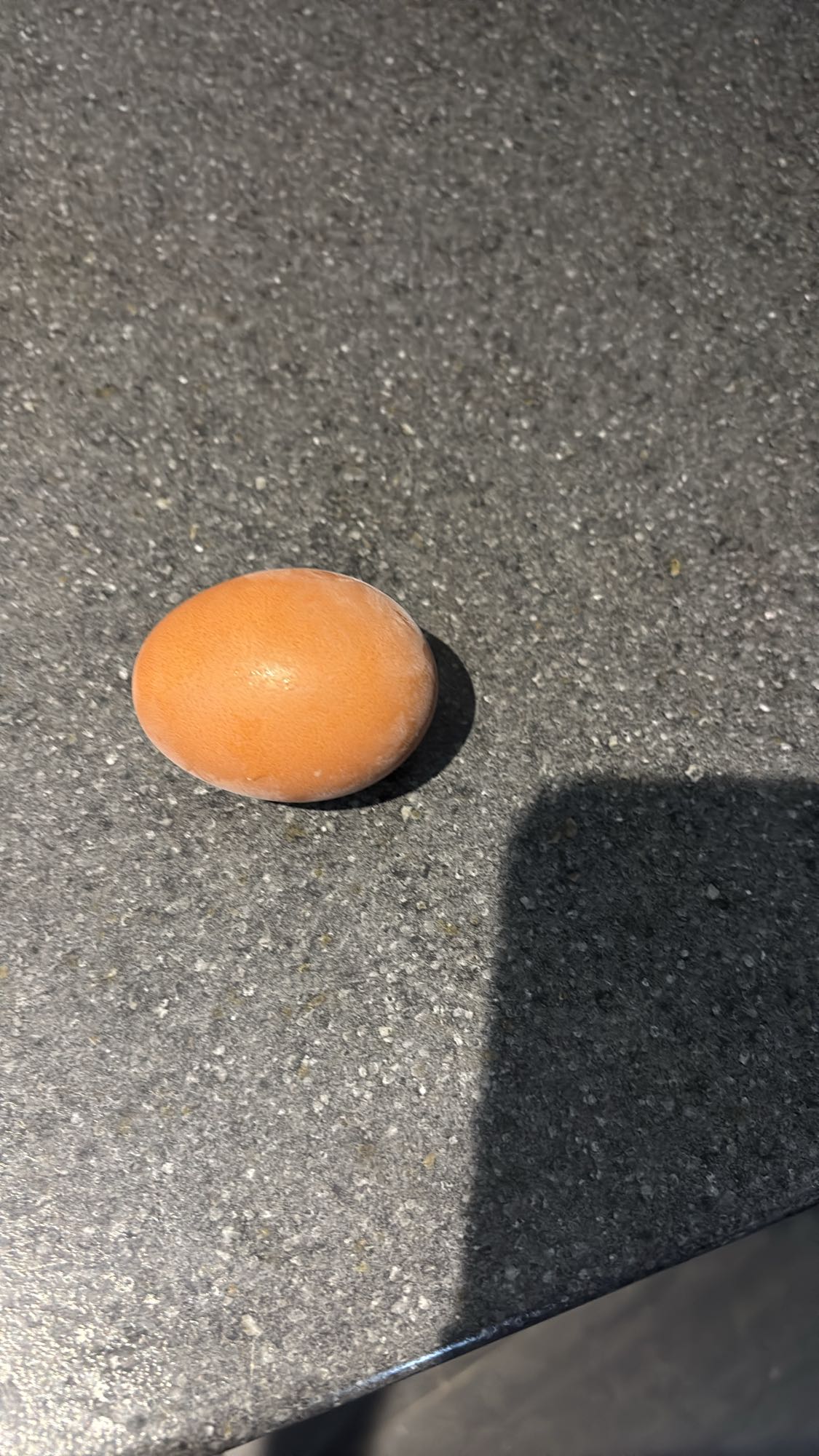 Oeuf brun