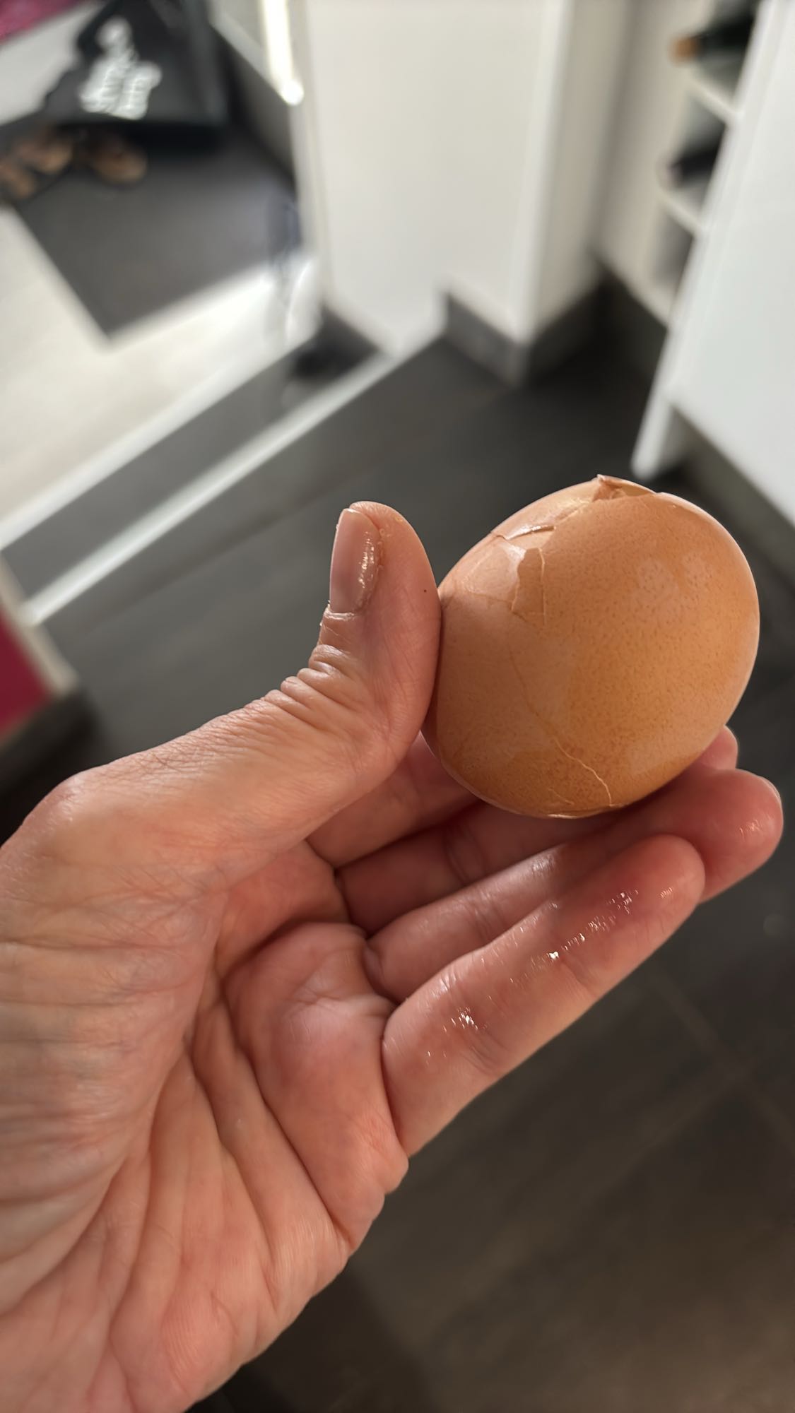 Oeuf brun